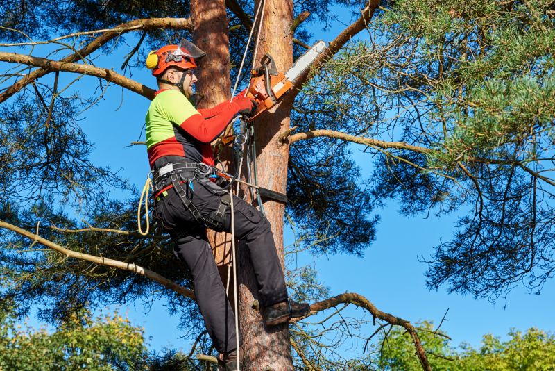 Arborist Tree Service